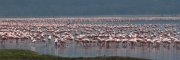 Flamingos_04a