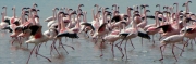 Flamingos_15a