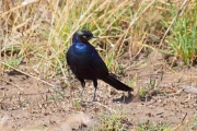 LongTailedStarling_5130