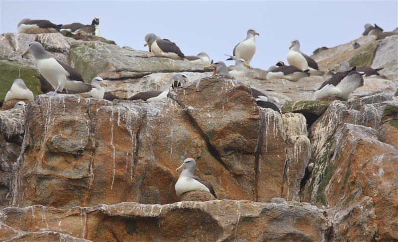 Bounties 0804 m Salvins Albatross or Salvins Mollymawk Thalassarche salvini & Erect Crested Penguin Eudyptes sclateri