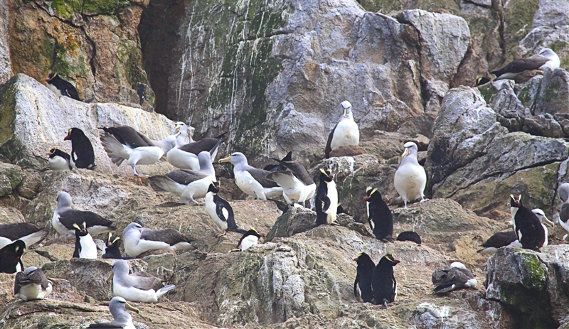 Bounties 0850 m Salvins Albatross or Salvins Mollymawk Thalassarche salvini & Erect Crested Penguin Eudyptes sclateri