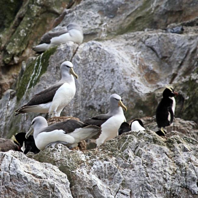 Bounties 0966 m Salvins Albatross or Salvins Mollymawk Thalassarche salvini & Erect Crested Penguin Eudyptes sclateri