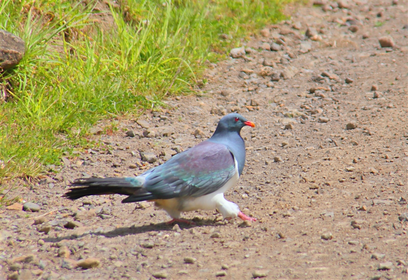ChathamIs Waitangi 1153 m Chatham pigeon Hemiphaga chathamensis