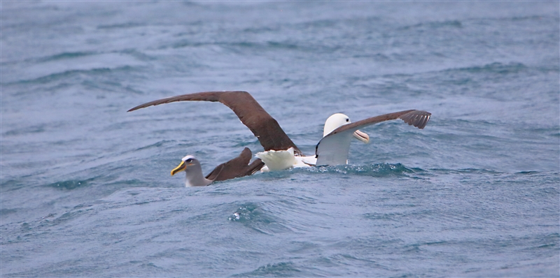 Chumming 1230 m Bullers Albatross Thalassarche bulleri & Southern Royal Albatross Diomedea epomophora