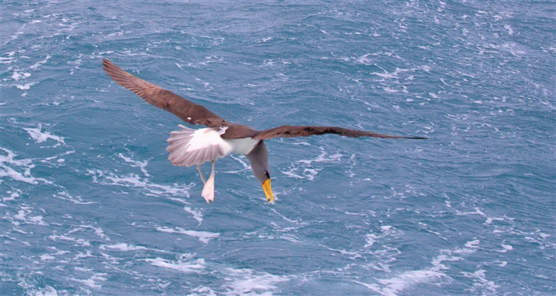 Chumming 1384 m Chatham Albatross Thalassarche eremita