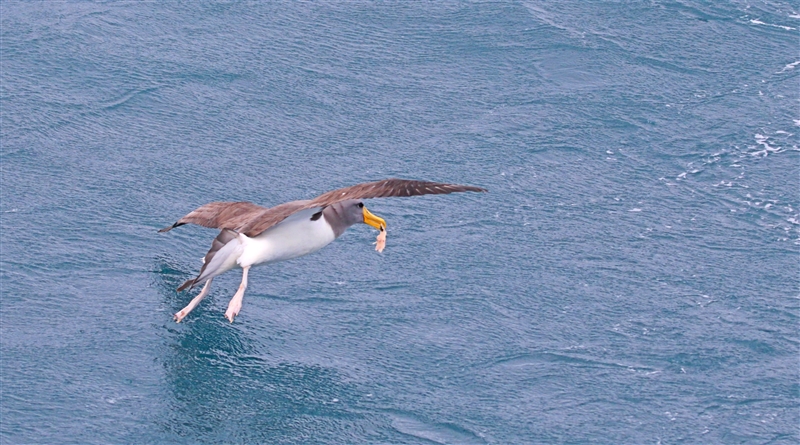 Chumming 1391 m Chatham Albatross Thalassarche eremita