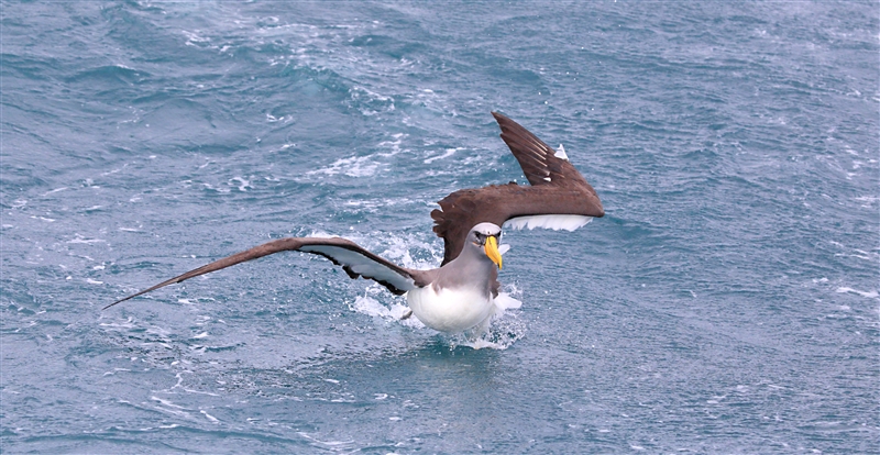Chumming 1398 m Chatham Albatross Thalassarche eremita