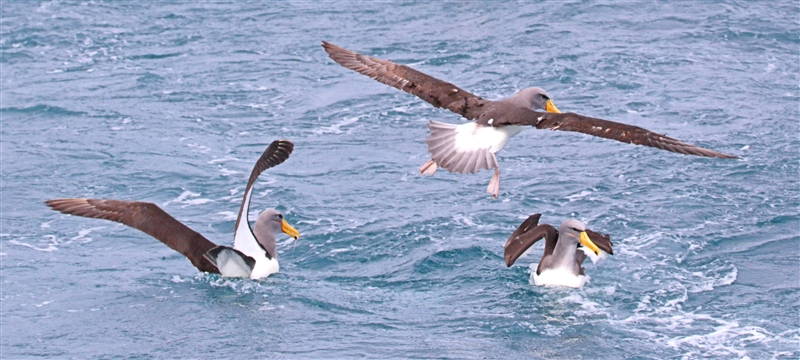 Chumming 1405 m Chatham Albatross Thalassarche eremita