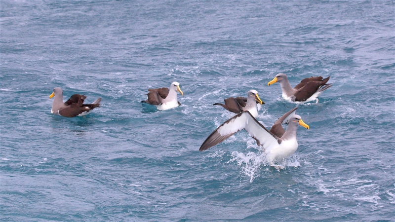 Chumming 1410 m Chatham Albatross Thalassarche eremita & Bullers Albatross Thalassarche bulleri & Bullers Albatross Thalassarche bulleri