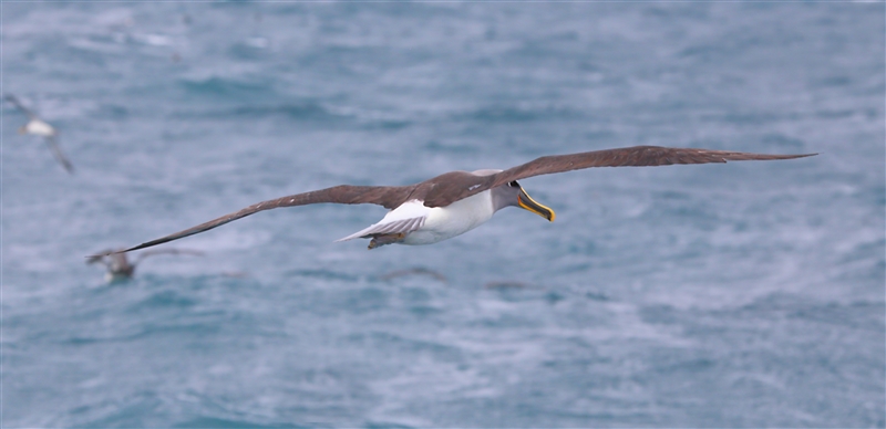 Chumming 1425 m Bullers Albatross Thalassarche bulleri