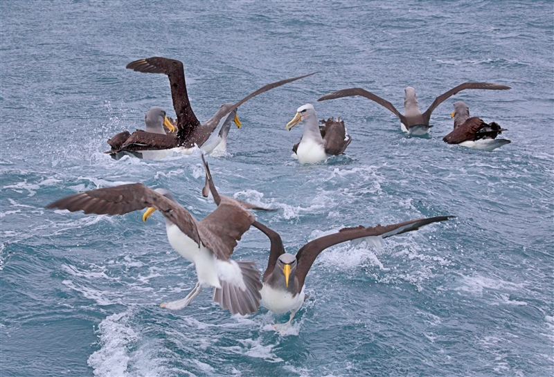 Chumming 1432 m Chatham Albatross Thalassarche eremita & Bullers Albatross Thalassarche bulleri & Southern Royal Albatross Diomedea epomophora