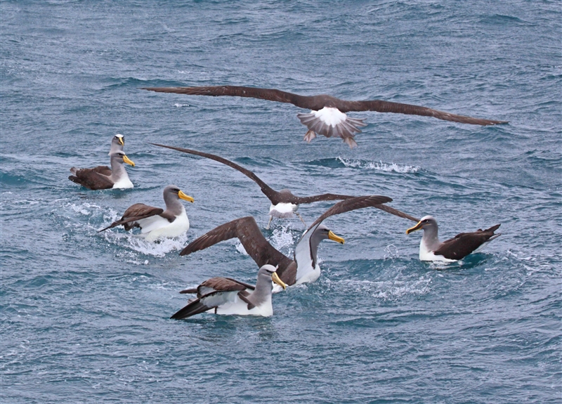 Chumming 1439 m Chatham Albatross Thalassarche eremita & Bullers Albatross Thalassarche bulleri & Others