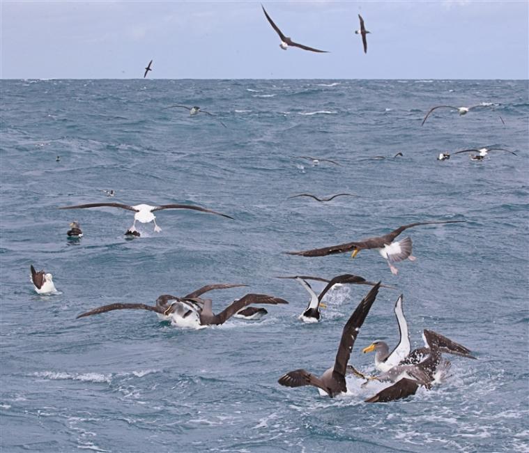 Chumming 1453 m Northern Royal Albatross Diomedea sanfordi & Chatham Albatross Thalassarche eremita & Others