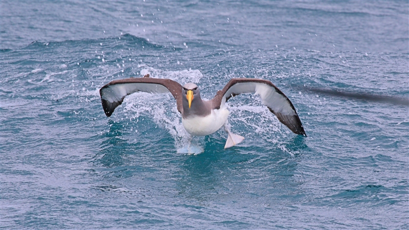 Chumming 1454 m Chatham Albatross Thalassarche eremita