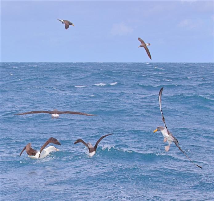Chumming 1488 m Northern Royal Albatross Diomedea sanfordi & Chatham Albatross Thalassarche eremita & Others