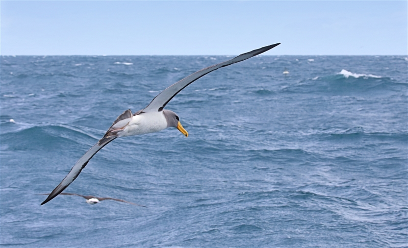 Chumming 1491 m Chatham Albatross Thalassarche eremita