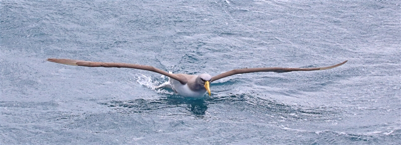 Chumming 1511 m Chatham Albatross Thalassarche eremita