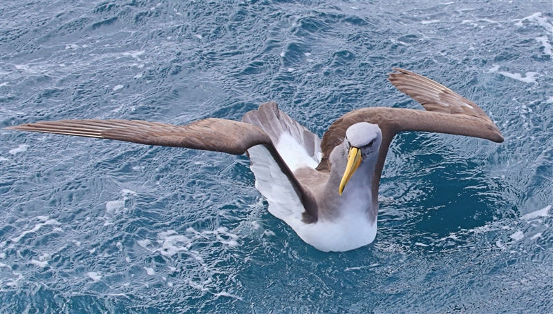 Chumming 1515 m Chatham Albatross Thalassarche eremita