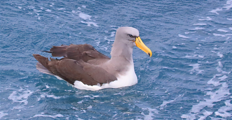 Chumming 1516 m Chatham Albatross Thalassarche eremita