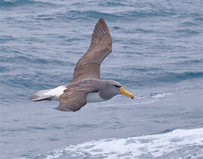 Chumming 1517 m Chatham Albatross Thalassarche eremita