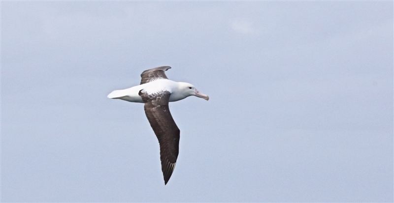 Chumming 1521 m Northern Royal Albatross Diomedea sanfordi