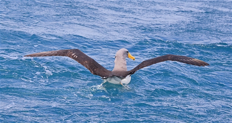 Chumming 1523 m Chatham Albatross Thalassarche eremita