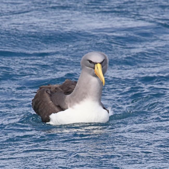 Chumming 1524 m Chatham Albatross Thalassarche eremita