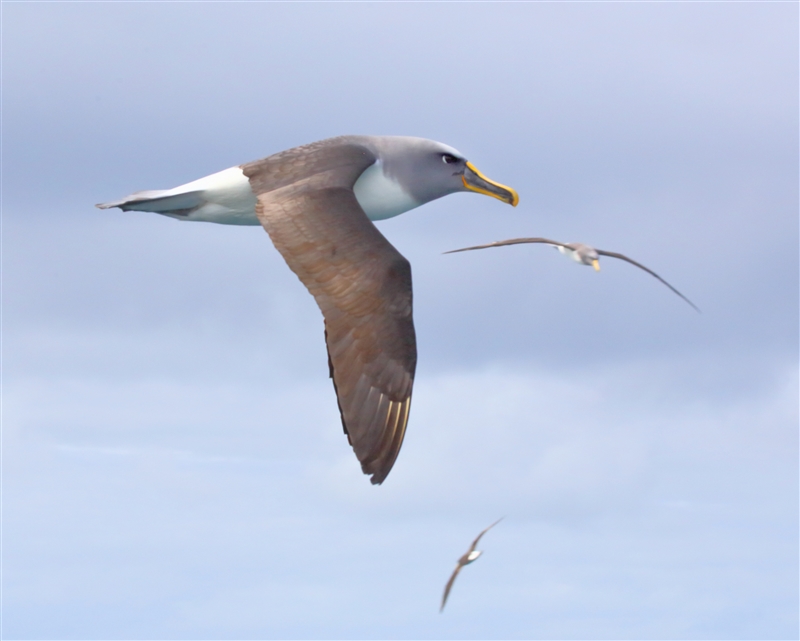 Chumming 1530 m Bullers Albatross Thalassarche bulleri