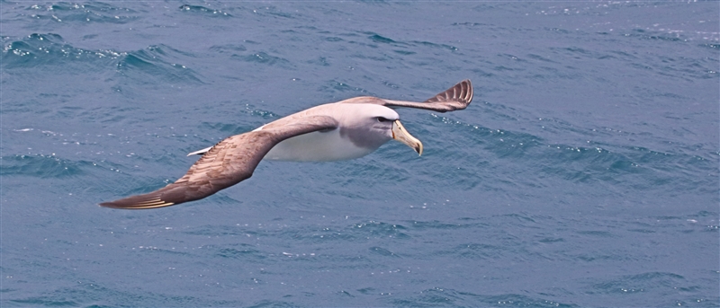Chumming 1538 m Chatham Albatross Thalassarche eremita