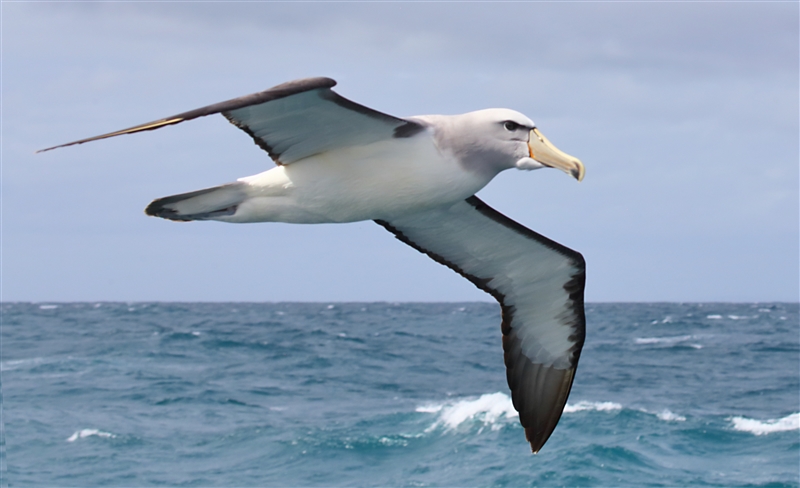 Chumming 1552 m Chatham Albatross Thalassarche eremita