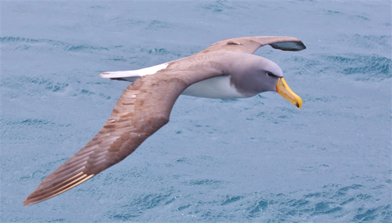 Chumming 1559 m Chatham Albatross Thalassarche eremita