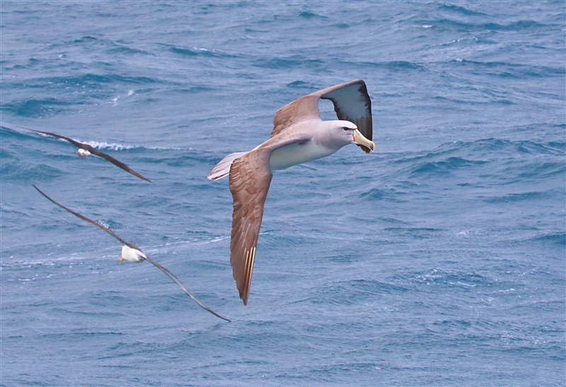 Chumming 1560 m Chatham Albatross Thalassarche eremita