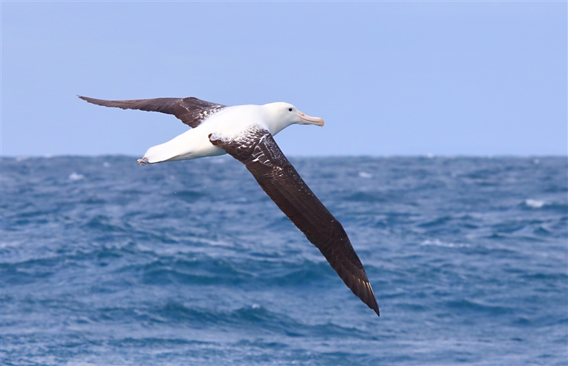 Chumming 1572 m Northern Royal Albatross Diomedea sanfordi