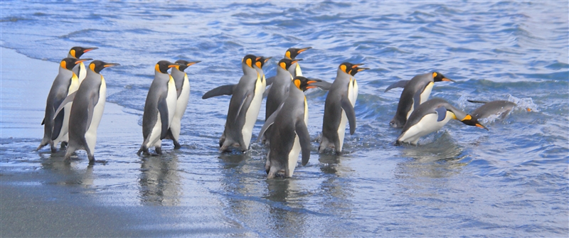 Macquarie Island 0371 m King Penguin Aptenodytes patagonicus