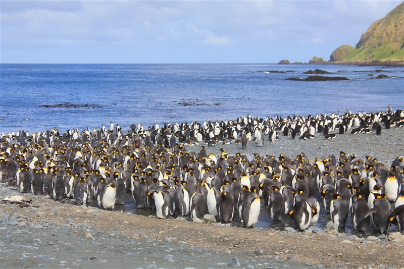 Macquarie Island 0409 m King Penguins Aptenodytes patagonicus