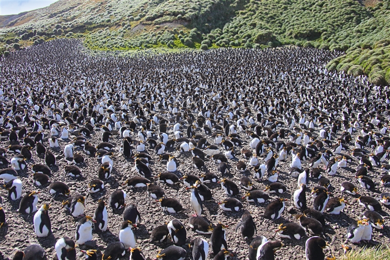 Macquarie Island 0426 m Royal Penguins Eudyptes schlegeli