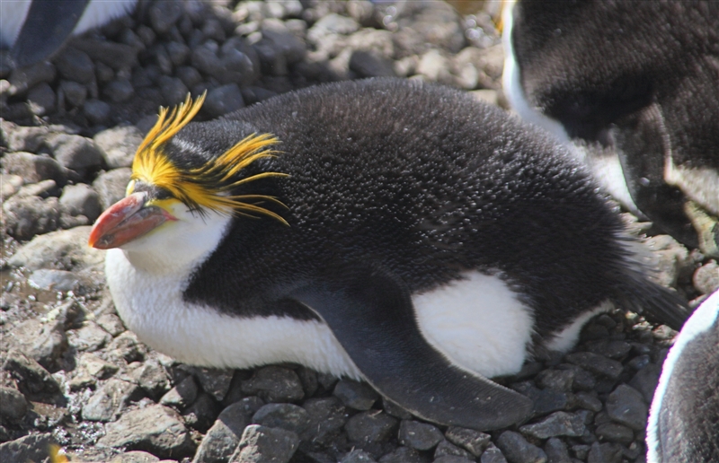 Macquarie Island 0433 m Royal Penguins Eudyptes schlegeli