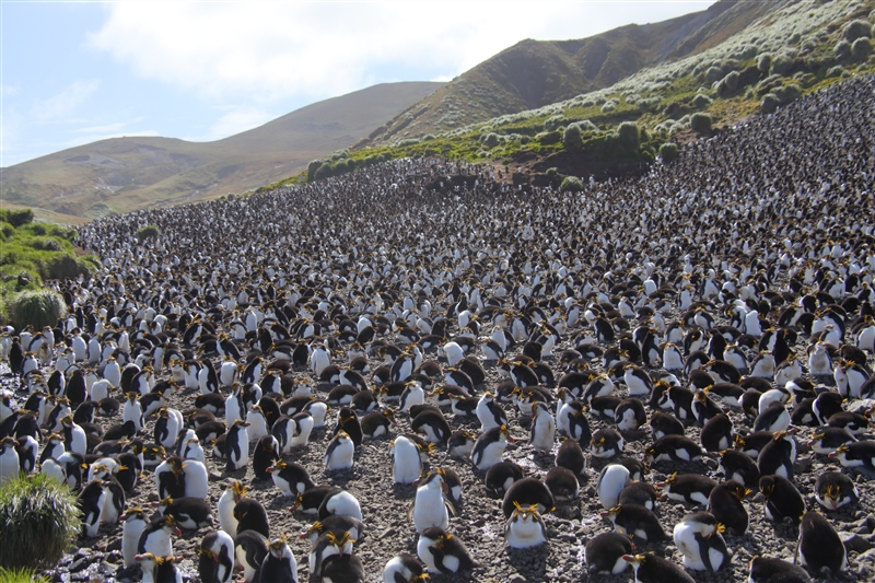 Macquarie Island 0439 m Royal Penguins Eudyptes schlegeli Pan
