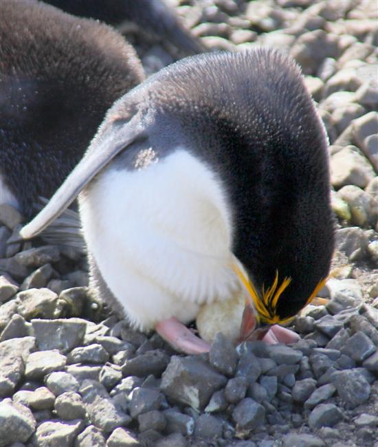 Macquarie Island 0450 m Royal Penguins Eudyptes schlegeli