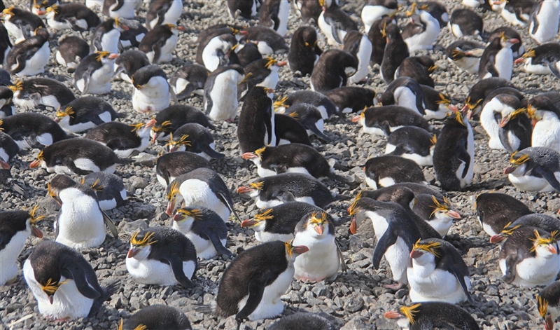 Macquarie Island 0452 m Royal Penguins Eudyptes schlegeli