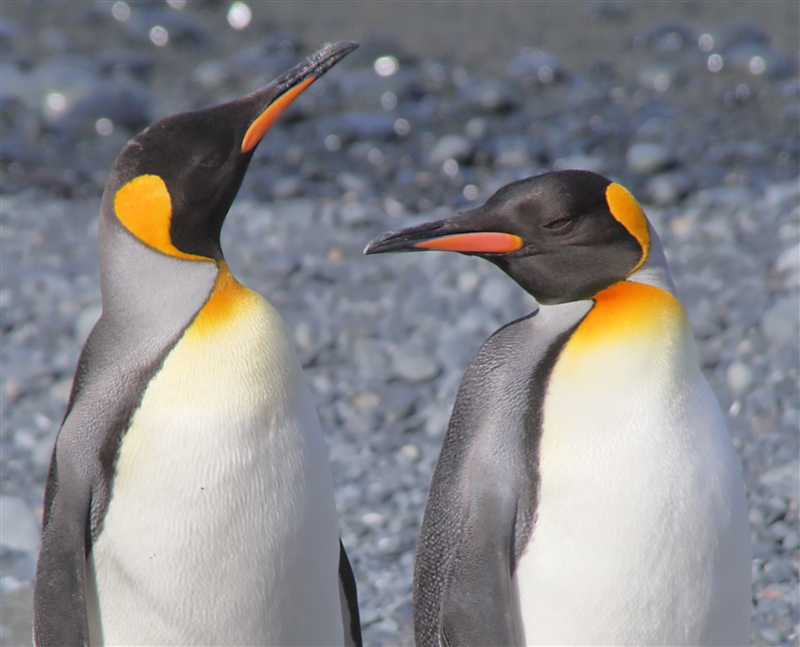 Macquarie Island 0464 m King Penguins Aptenodytes patagonicus
