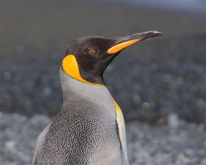 Macquarie Island 0478 m King Penguins Aptenodytes patagonicus