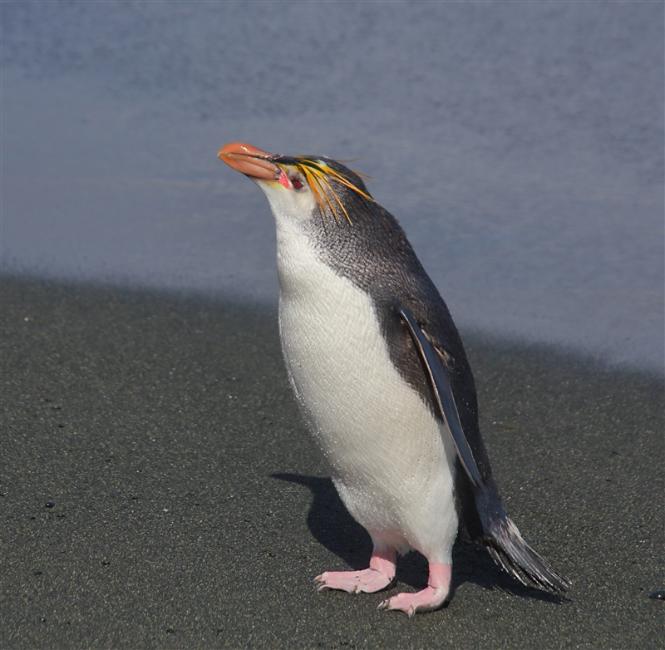 Macquarie Island 0480 m Royal Penguins Eudyptes schlegeli