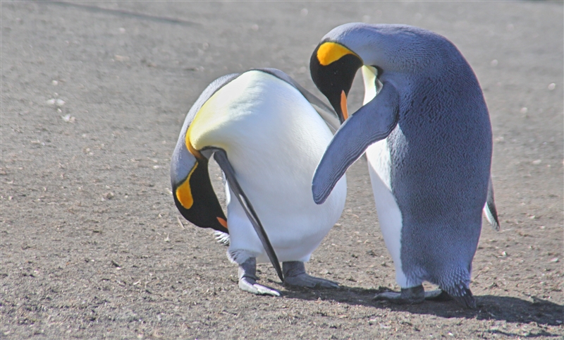 Macquarie Island 0509 m King Penguins Aptenodytes patagonicus
