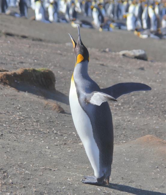 Macquarie Island 0524 m King Penguins Aptenodytes patagonicus