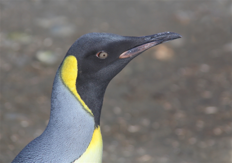 Macquarie Island 0540 m King Penguins Aptenodytes patagonicus Juvenile Portrait