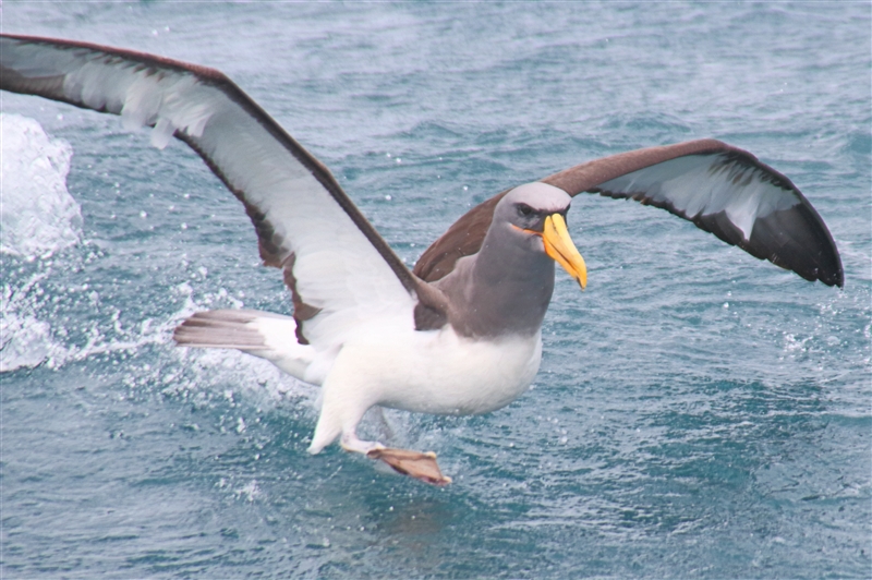SouthEastIsland Chumming 2539 m Chatham Albatross Thalassarche eremita