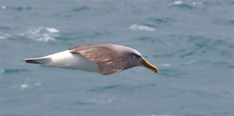 SouthEastIsland Chumming 2549 m Bullers Albatross Thalassarche bulleri