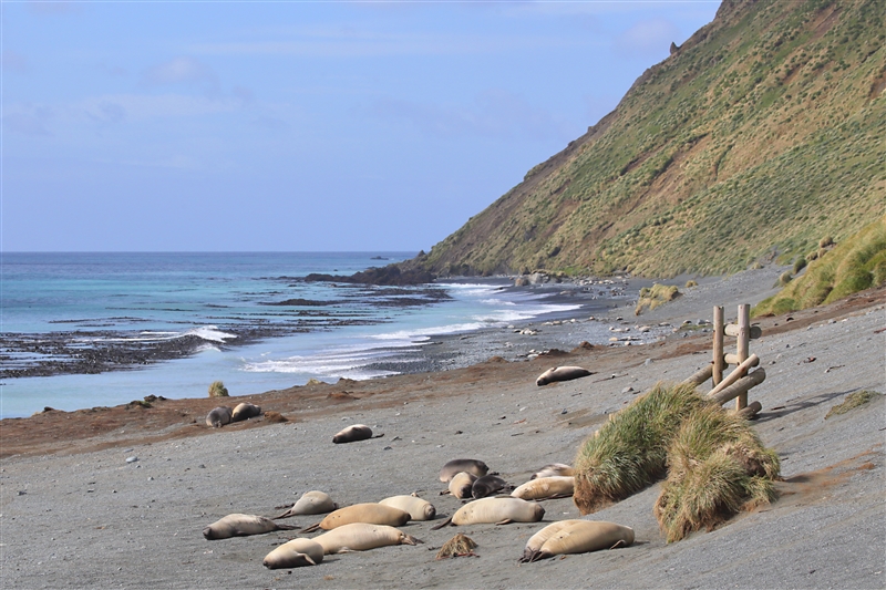 Landscapes and Seascapes of New Zealand's Sub-antarctic Islands and ...