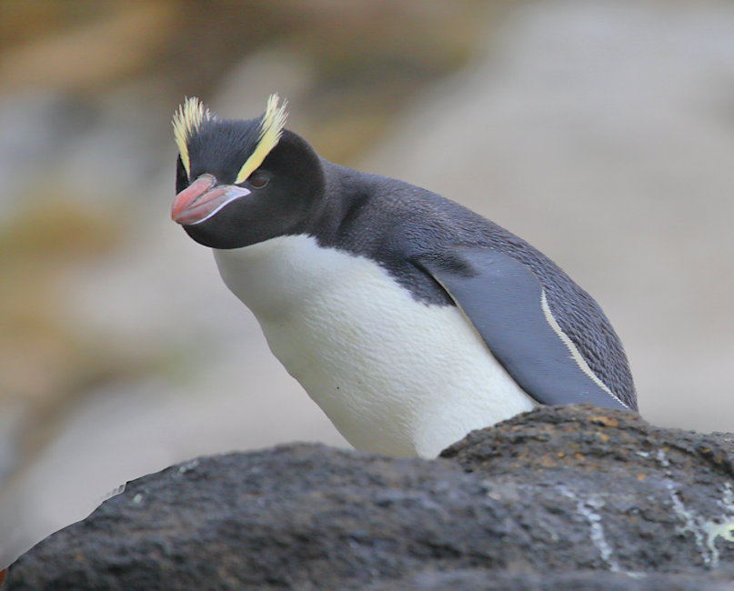 Antipodes Islands, Erect Crested Penguins - Eudyptes sclateri